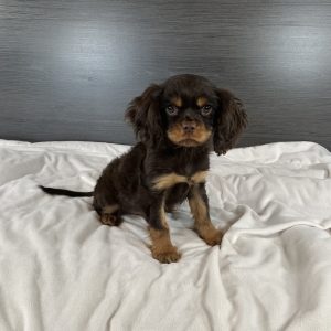 cavalier puppy