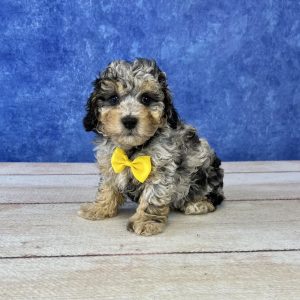 cute toy poodle puppies