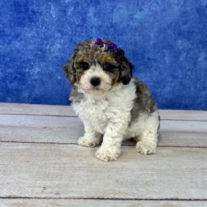 cute toy poodle puppies